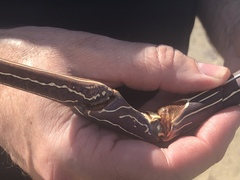 Panulirus penicillatus