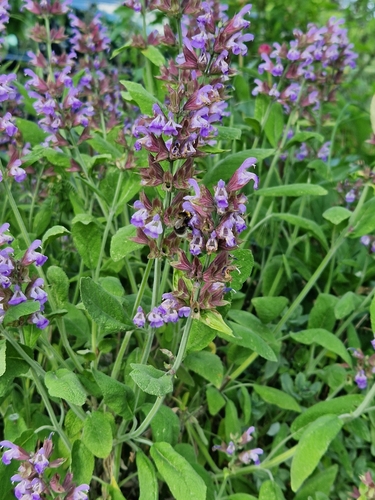 Salvia officinalis