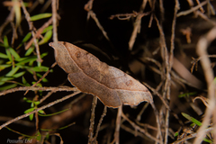 Sarisa muriferata