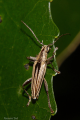 Navomorpha sulcata