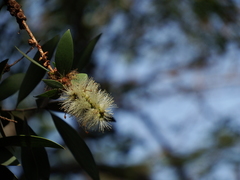 Melaleuca cajuputi cumingiana