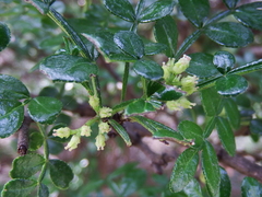 Zanthoxylum beecheyanum