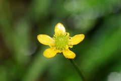 Ranunculus plebeius