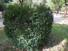 Zanthoxylum beecheyanum