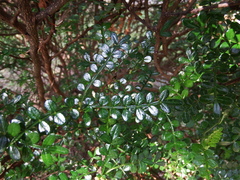 Zanthoxylum beecheyanum