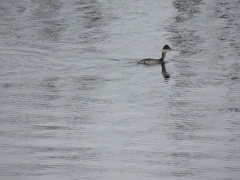Podiceps nigricollis