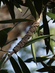 Melaleuca cajuputi cumingiana