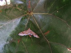 Eoophyla gibbosalis