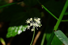 Hydrocotyle geraniifolia