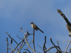Zonotrichia leucophrys