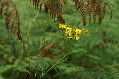 Senecio linearifolius