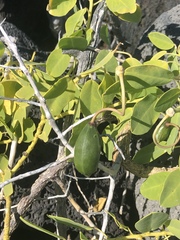 Capparis sandwichiana