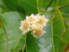 White cogwood