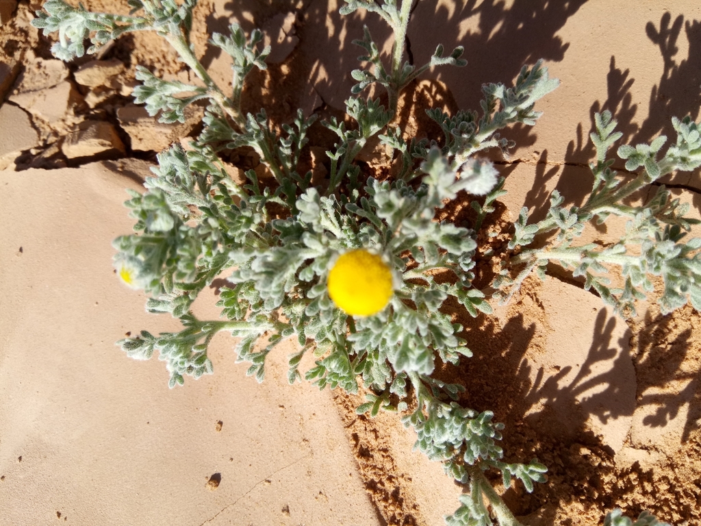 Brocchia cinerea