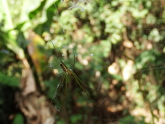 Leucauge blanda
