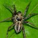Striped Wolf Spiders - Photo (c) Steve Kerr, some rights reserved (CC BY), uploaded by Steve Kerr