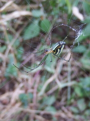 Leucauge blanda