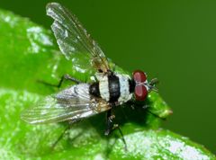 Anthomyia medialis