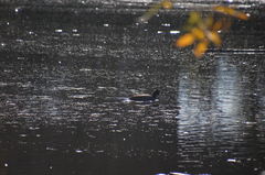 Fulica americana