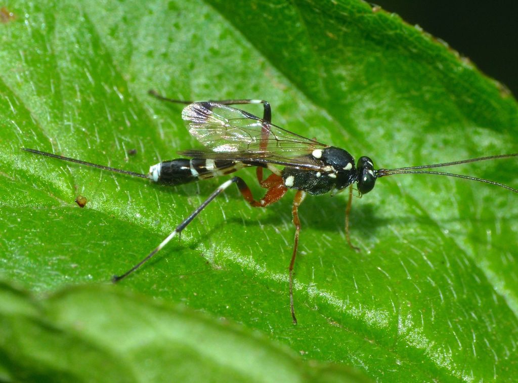 Leptobatopsis