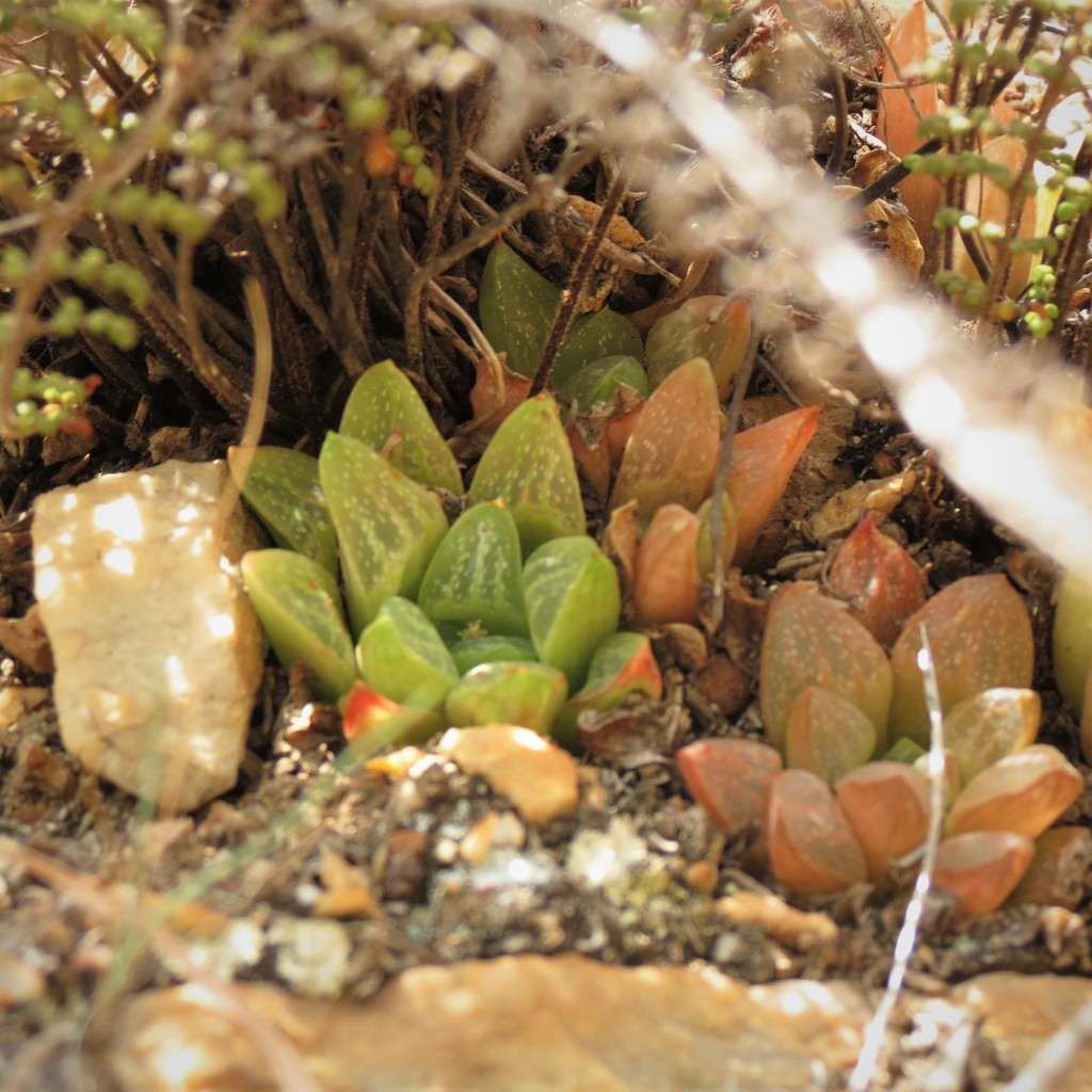 Haworthia turgida