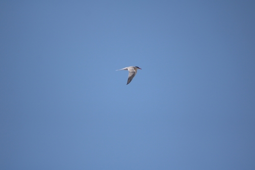 Crvenokljuna čigra (Sterna hirundo)