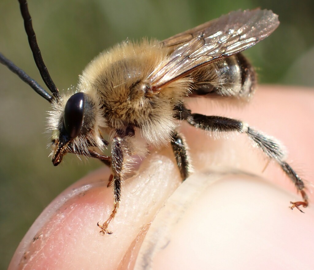 Eucera interrupta