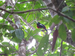 Cymbirhynchus macrorhynchos