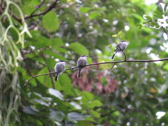 Hemipus hirundinaceus