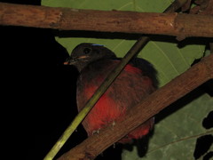 Erythropitta ussheri