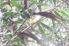 Pachycephala hypoxantha