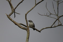 Pteruthius aeralatus