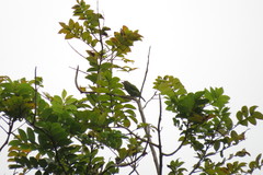 Psilopogon duvaucelii