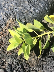 Capparis sandwichiana