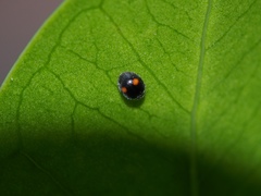 Cryptogonus robustus