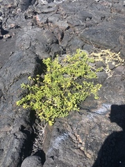 Capparis sandwichiana