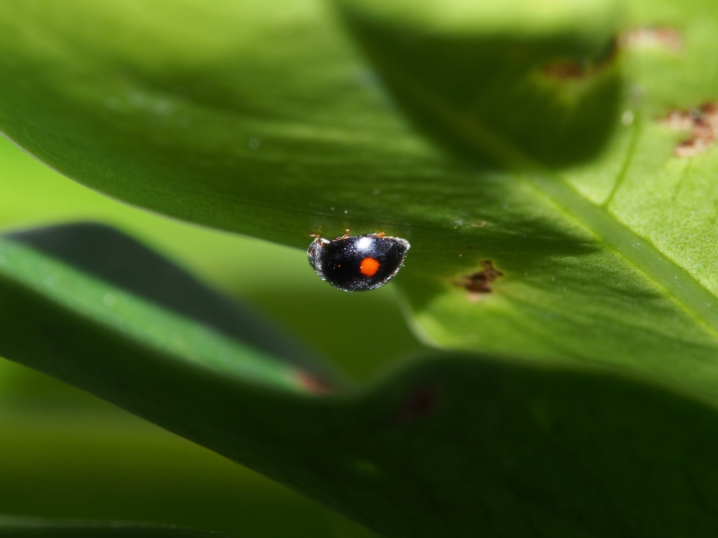 Cryptogonus