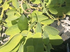 Capparis sandwichiana