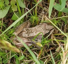 Lithobates sylvaticus image