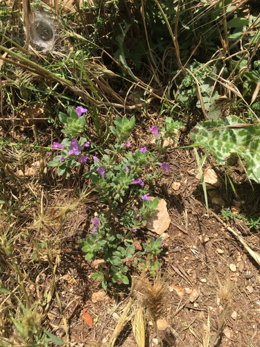 Clinopodium alpinum subsp. meridionale image