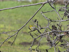Setophaga townsendi