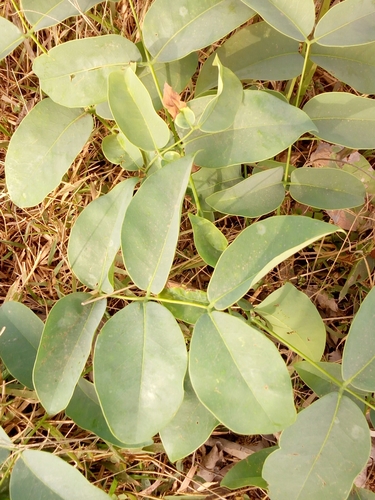 African Copaiba Balsam Tree