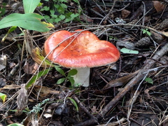 Russula paludosa
