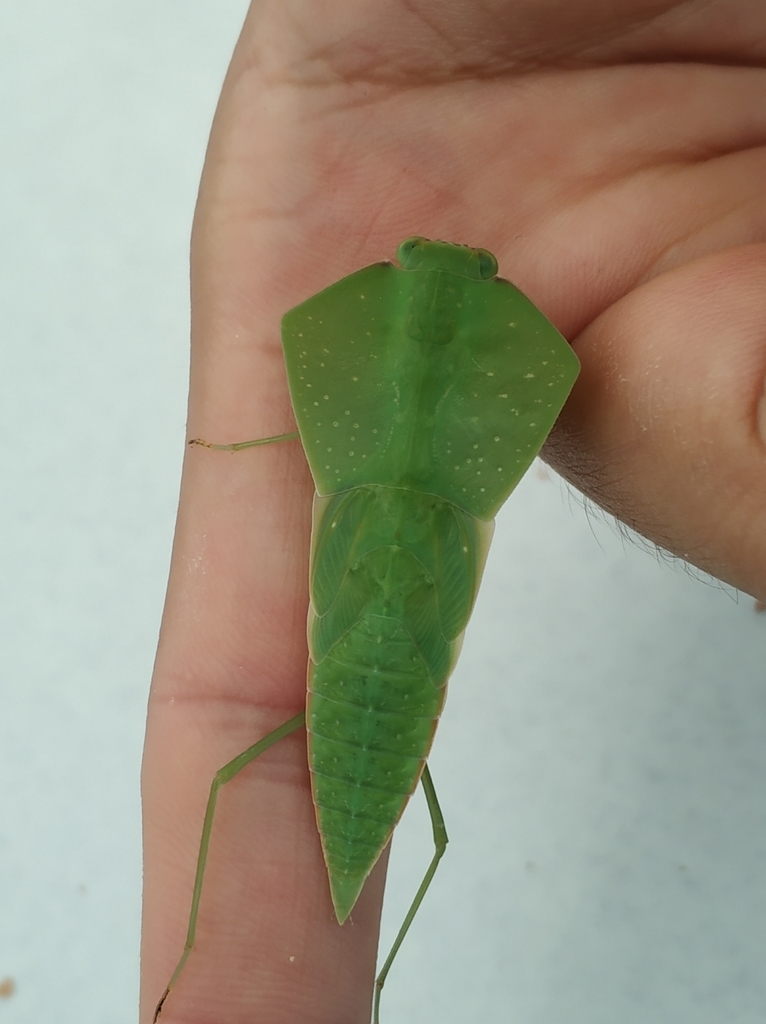 Asian Shield Mantises