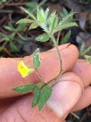 Lotus angustissimus