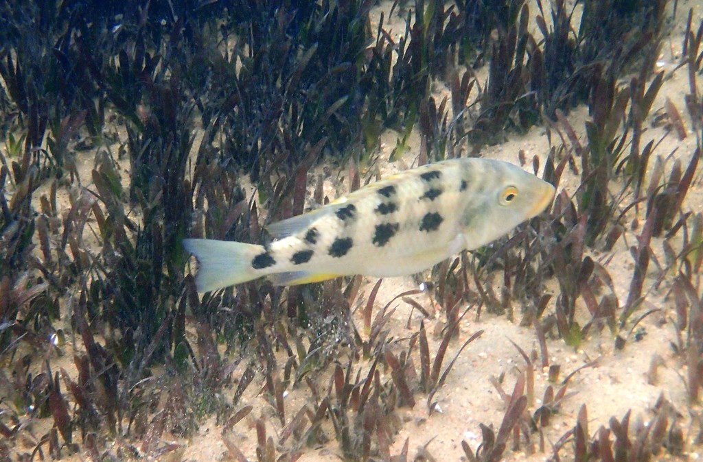 Malawi sanddiver (Fossorochromis rostratus) — Cichlidae