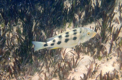 Malawi sanddiver (Fossorochromis rostratus) — Cichlidae
