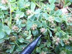 Trifolium striatum