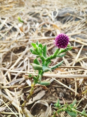 Sphaeranthus indicus