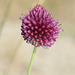 Round-headed Leek - Photo (c) David GENOUD, some rights reserved (CC BY-NC-SA)